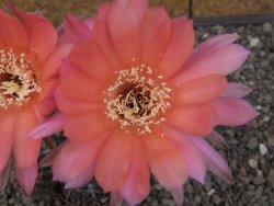 Echinopsis hybrid, květináč 7 cm - 12414019