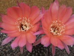 Echinopsis hybrid, květináč 7 cm - 12414020