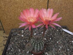 Echinopsis hybrid, květináč 7 cm - 12414021