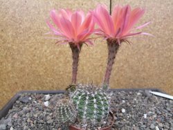 Echinopsis hybrid, květináč 7 cm - 12414022