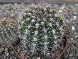 Echinopsis hybrid, květináč 7 cm - 12414023
