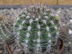 Echinopsis hybrid, květináč 7 cm - 12414024