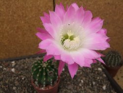 Echinopsis hybrid aff eyresii, květináč 6,5 cm