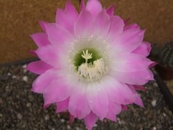 Echinopsis hybrid aff eyresii, květináč 6,5 cm - 12414033