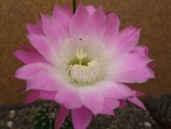 Echinopsis hybrid aff eyresii, květináč 6,5 cm - 12414034