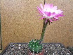 Echinopsis hybrid aff eyresii, květináč 6,5 cm - 12414035
