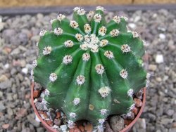 Echinopsis hybrid aff eyresii, květináč 6,5 cm - 12414036