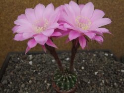 Echinopsis hybrid aff eyresii, květináč 5,5 cm