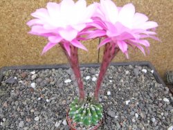 Echinopsis hybrid aff eyresii, květináč 5,5 cm - 12414040