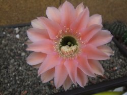 Echinopsis hybrid, květináč 5,5 cm - 12414047