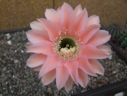 Echinopsis hybrid, květináč 5,5 cm
