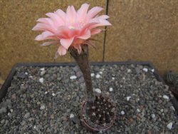 Echinopsis hybrid, květináč 5,5 cm - 12414049