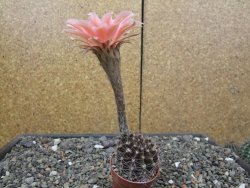 Echinopsis hybrid, květináč 5,5 cm - 12414050