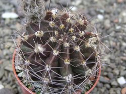Echinopsis hybrid, květináč 5,5 cm - 12414051