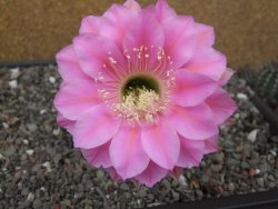 Echinopsis hybrid, květináč 5,5 cm