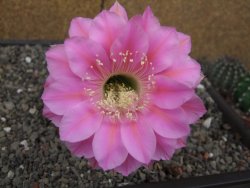 Echinopsis hybrid, květináč 5,5 cm - 12414062