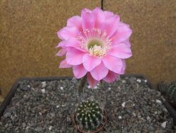 Echinopsis hybrid, květináč 5,5 cm - 12414063
