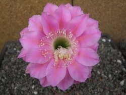 Echinopsis hybrid, květináč 5,5 cm - 12414064