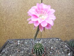 Echinopsis hybrid, květináč 5,5 cm - 12414066