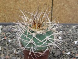 Gymnocalycium cardenasianum JO 193 pot 5,5 cm - 12414070