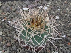 Gymnocalycium cardenasianum JO 193 pot 5,5 cm - 12414071