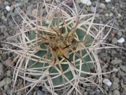 Gymnocalycium cardenasianum JO 193 pot 5,5 cm - 12414072