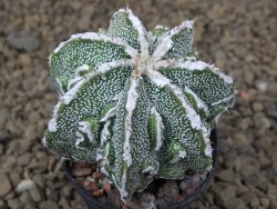 Astrophytum Dinosaur (Fukurio Hannya) pot 5,5 cm - 12414096