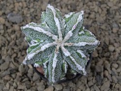 Astrophytum Dinosaur (Fukurio Hannya) pot 5,5 cm - 12414098
