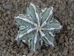 Astrophytum Dinosaur (Fukurio Hannya) pot 5,5 cm - 12414099