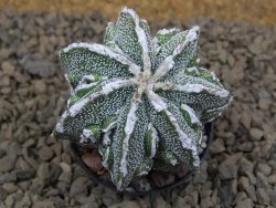 Astrophytum Dinosaur (Fukurio Hannya) pot 5,5 cm - 12414100