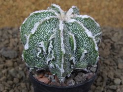Astrophytum Dinosaur (Fukurio Hannya) pot 5,5 cm - 12414101