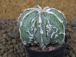 Astrophytum Dinosaur (Fukurio Hannya) pot 5,5 cm - 12414102