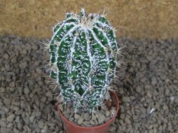 Astrophytum Dinosaur (Fukurio Hannya) pot 5,5 cm - 12414104