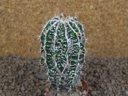 Astrophytum Dinosaur (Fukurio Hannya) pot 5,5 cm - 12414105