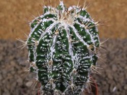 Astrophytum Dinosaur (Fukurio Hannya) pot 5,5 cm - 12414106