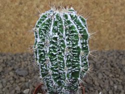 Astrophytum Dinosaur (Fukurio Hannya) pot 5,5 cm - 12414107