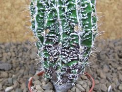 Astrophytum Dinosaur (Fukurio Hannya) pot 5,5 cm - 12414108