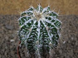 Astrophytum Dinosaur (Fukurio Hannya) pot 5,5 cm - 12414109