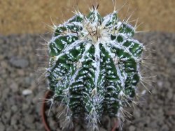 Astrophytum Dinosaur (Fukurio Hannya) pot 5,5 cm - 12414110