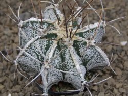 Astrophytum Dinosaur (Fukurio Hannya) X ornatum pot 5,5 cm - 12414120