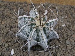 Astrophytum Dinosaur (Fukurio Hannya) X ornatum pot 5,5 cm - 12414122