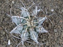 Astrophytum Dinosaur (Fukurio Hannya) X ornatum pot 5,5 cm - 12414123