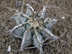 Astrophytum Dinosaur (Fukurio Hannya) X ornatum pot 5,5 cm - 12414124