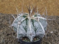 Astrophytum Dinosaur (Fukurio Hannya) X ornatum pot 5,5 cm - 12414125