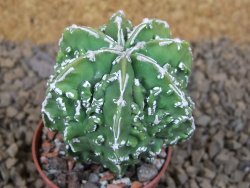 Astrophytum myriostigma fukurio X Dinosaur (Fukurio Hannya) pot 5,5 cm - 12414126
