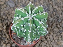 Astrophytum myriostigma fukurio X Dinosaur (Fukurio Hannya) pot 5,5 cm - 12414127