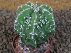 Astrophytum myriostigma fukurio X Dinosaur (Fukurio Hannya) pot 5,5 cm - 12414128