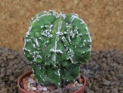 Astrophytum myriostigma fukurio X Dinosaur (Fukurio Hannya) pot 5,5 cm - 12414129