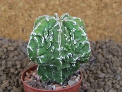 Astrophytum myriostigma fukurio X Dinosaur (Fukurio Hannya) pot 5,5 cm - 12414130