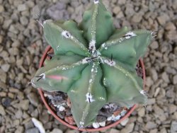 Astrophytum myriostigma fukurio X Dinosaur (Fukurio Hannya) pot 5,5 cm - 12414134